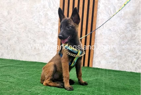 twlh-malynwyz-malinois-181_7
