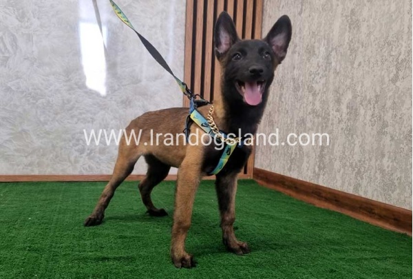 twlh-malynwyz-malinois-183_1