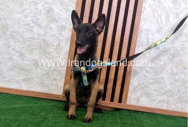 twlh-malynwyz-malinois-183_2