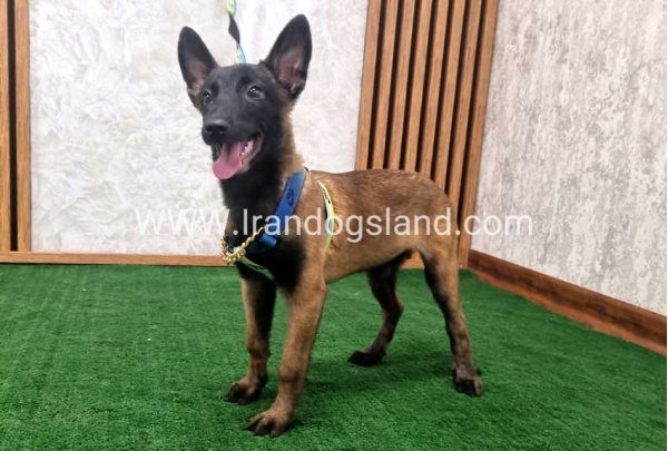 twlh-malynwyz-malinois-183_3