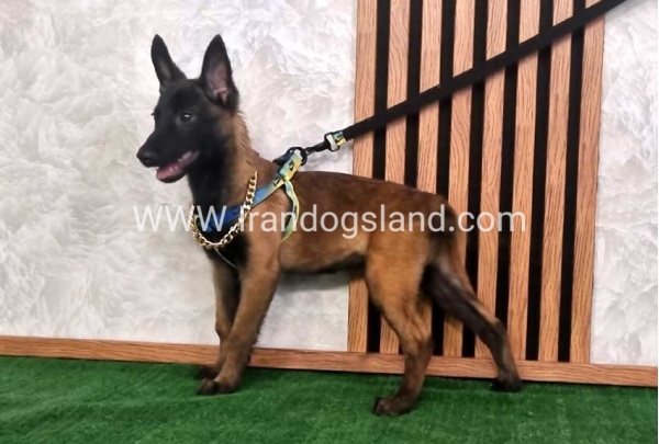 twlh-malynwyz-malinois-183_4