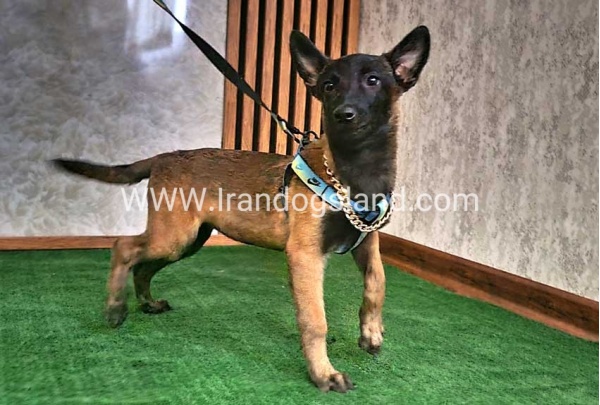 twlh-malynwyz-malinois-183_5