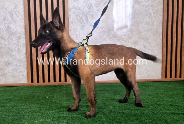 twlh-malynwyz-malinois-183_6