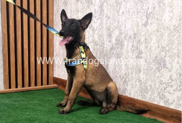 twlh-malynwyz-malinois-183_7