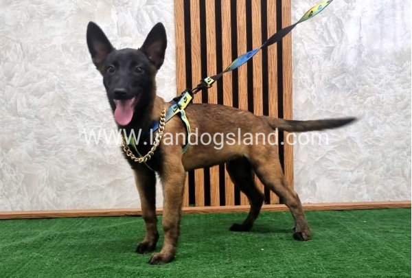 twlh-malynwyz-malinois-183_8