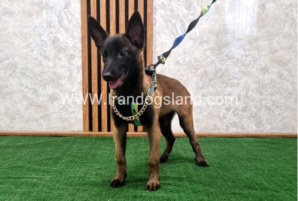 twlh-malynwyz-malinois-183_9