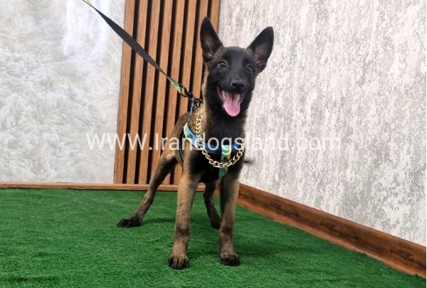 twlh-malynwyz-malinois-184_1