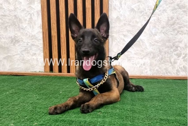 twlh-malynwyz-malinois-184_2