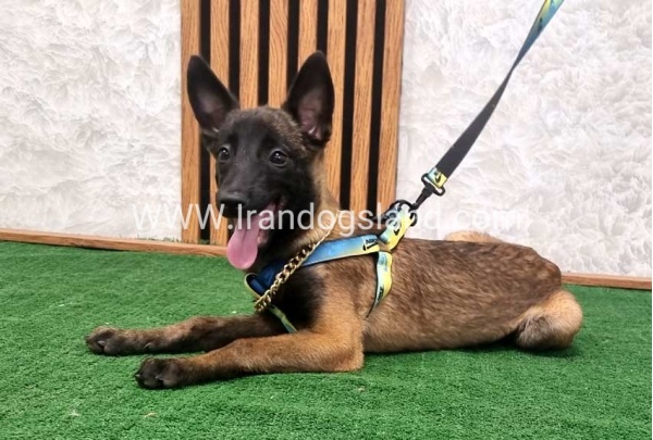twlh-malynwyz-malinois-184_3