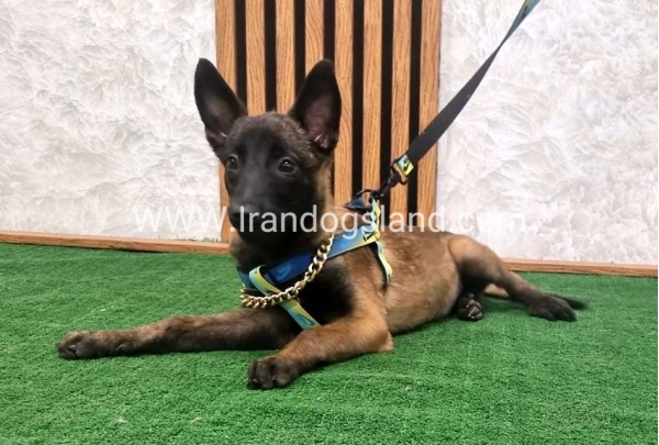 twlh-malynwyz-malinois-184_4