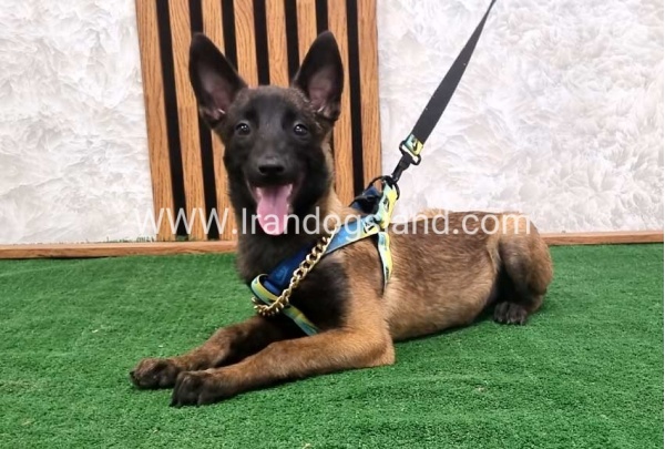 twlh-malynwyz-malinois-184_5