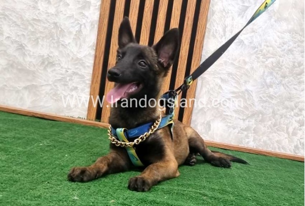 twlh-malynwyz-malinois-184_6