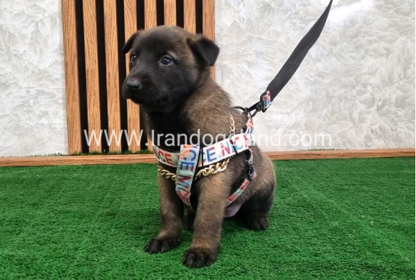 twlh-malynwyz-malinois-186_2