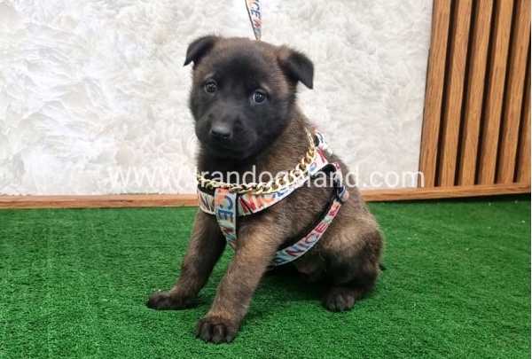 twlh-malynwyz-malinois-186_3