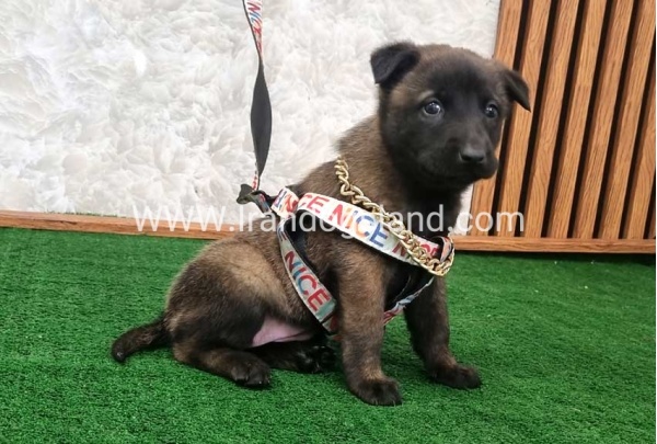 twlh-malynwyz-malinois-186_4