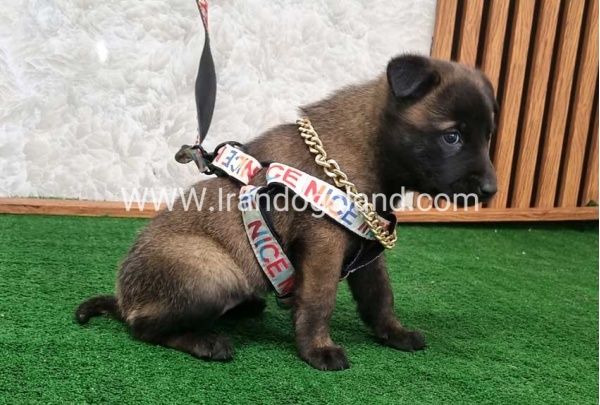 twlh-malynwyz-malinois-186_5