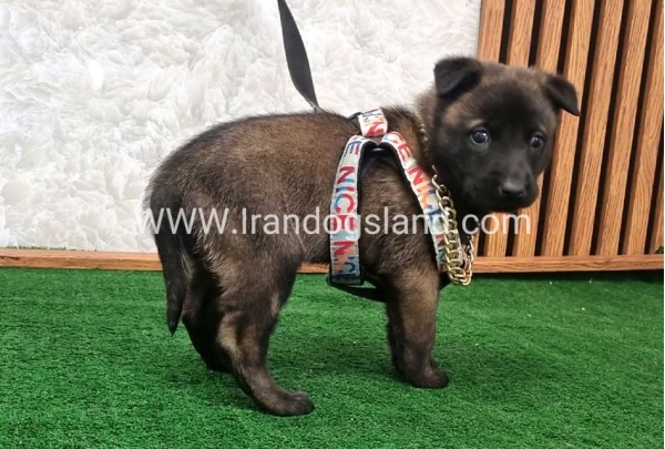 twlh-malynwyz-malinois-186_6