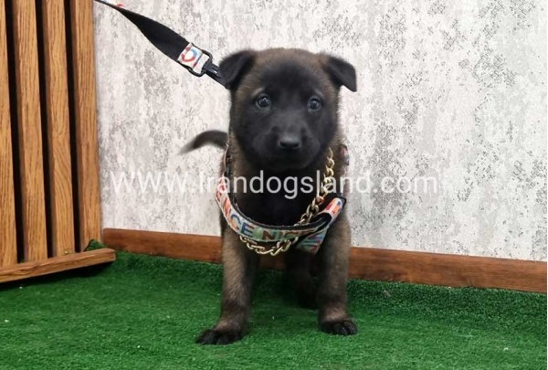twlh-malynwyz-malinois-186_7