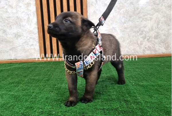 twlh-malynwyz-malinois-186_8