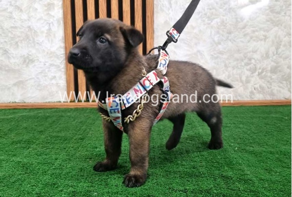 twlh-malynwyz-malinois-186_9