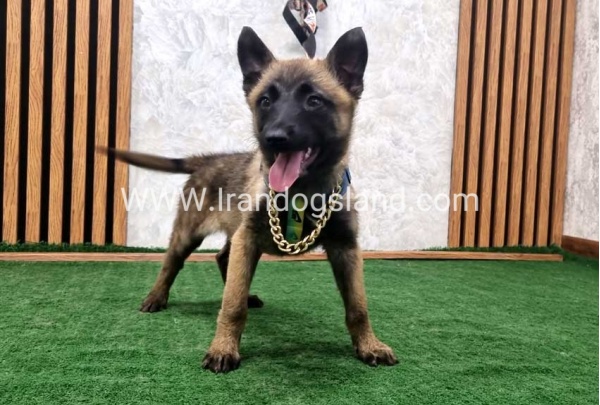 مالینویز بلک فیس - M155