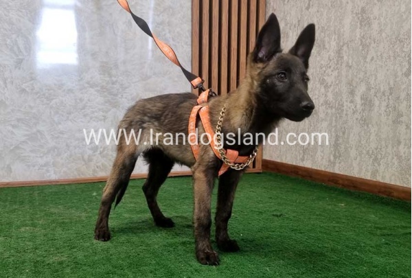 twlh-malynwyz-malinois-204_1