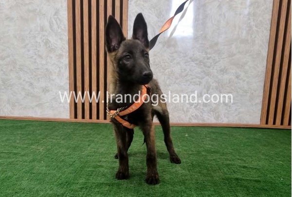 twlh-malynwyz-malinois-204_10