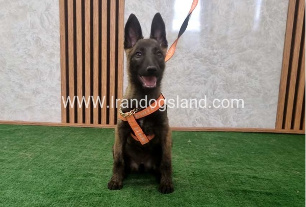twlh-malynwyz-malinois-204_11