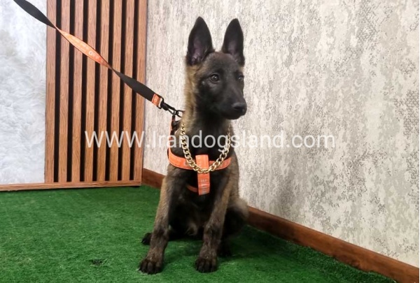 twlh-malynwyz-malinois-204_3