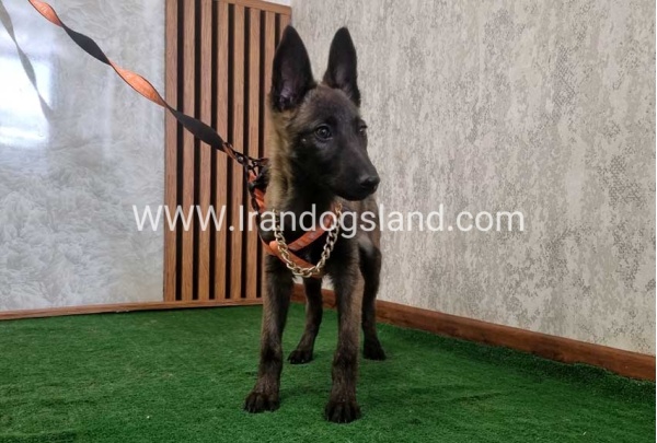 twlh-malynwyz-malinois-204_4