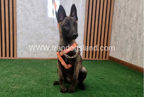 twlh-malynwyz-malinois-204_5