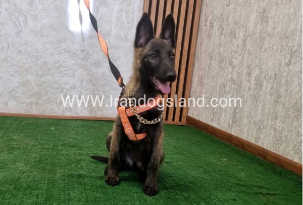 twlh-malynwyz-malinois-204_6