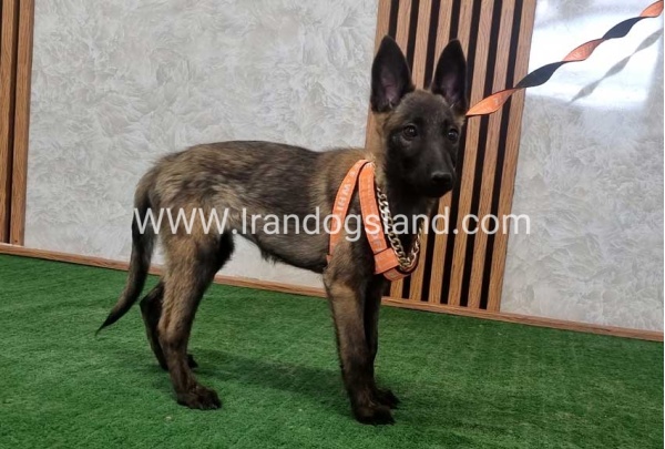 twlh-malynwyz-malinois-204_7