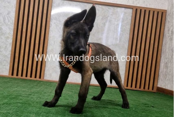 twlh-malynwyz-malinois-205_1