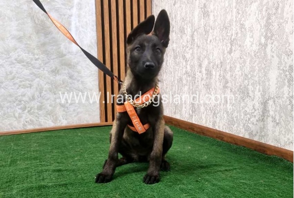 twlh-malynwyz-malinois-205_10