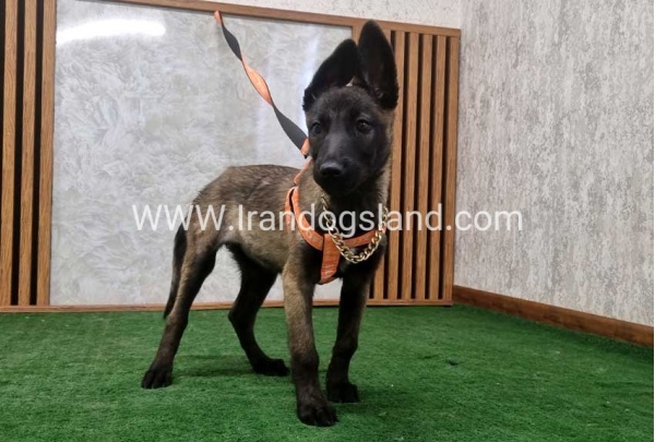 twlh-malynwyz-malinois-205_11