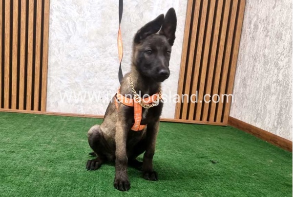 twlh-malynwyz-malinois-205_12