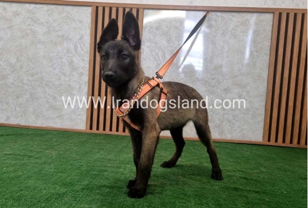 twlh-malynwyz-malinois-205_2