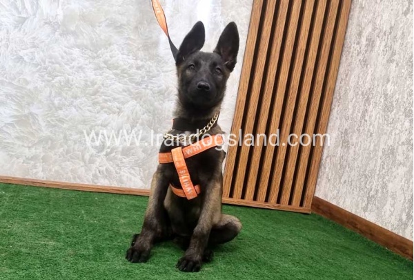 twlh-malynwyz-malinois-205_3