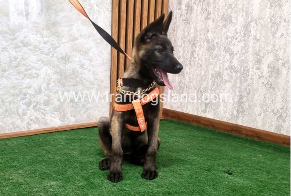 twlh-malynwyz-malinois-205_4