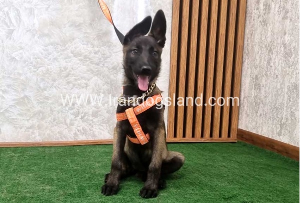 twlh-malynwyz-malinois-205_5