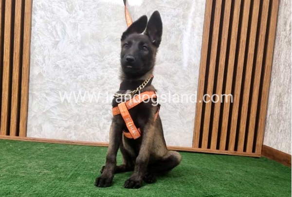 twlh-malynwyz-malinois-205_6