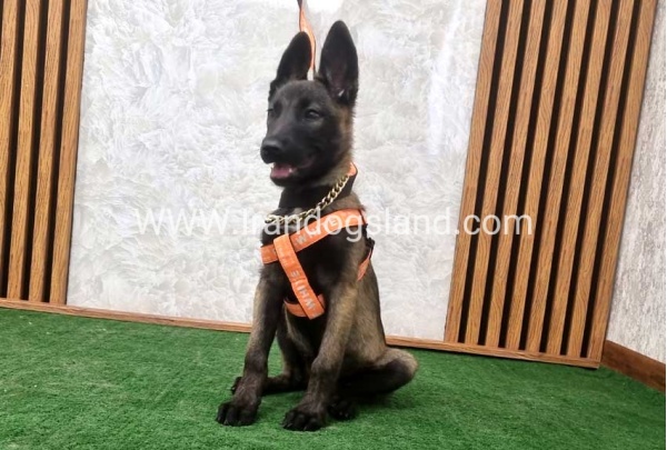 twlh-malynwyz-malinois-205_7