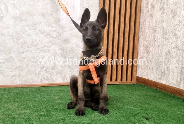 twlh-malynwyz-malinois-205_8