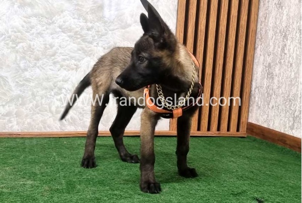 twlh-malynwyz-malinois-205_9