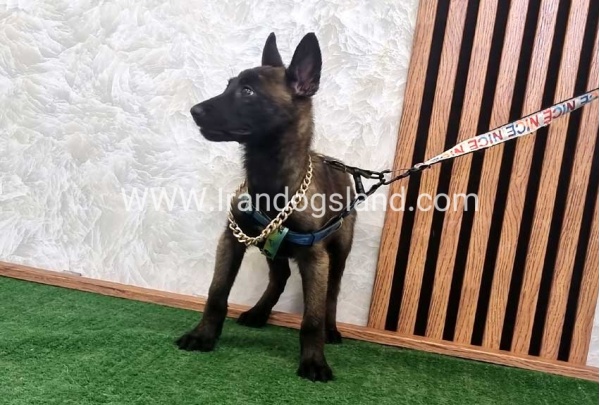twlh-malynwyz-malinois-413_1