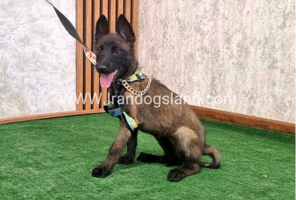 twlh-malynwyz-malinois-413_2