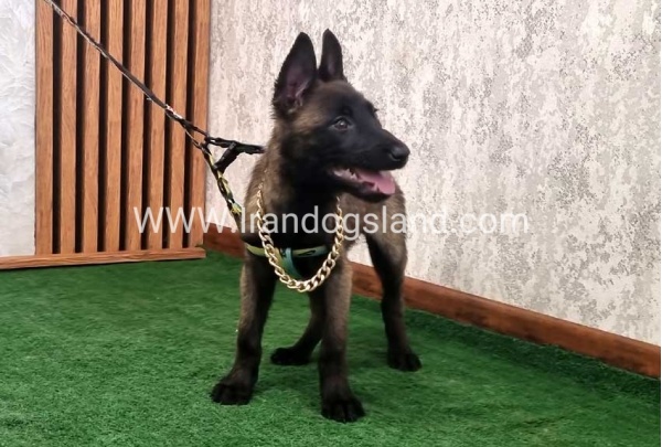 twlh-malynwyz-malinois-413_3