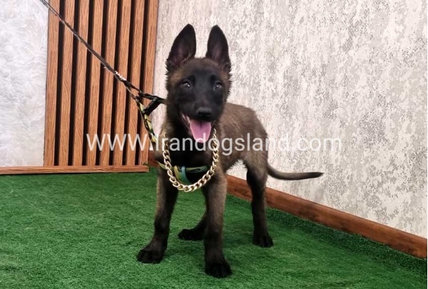 twlh-malynwyz-malinois-413_4