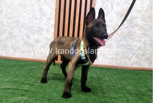 twlh-malynwyz-malinois-413_5